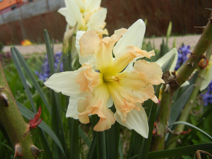 Daffodil Cum Laude (2013, April 07) - Narcissus Cum Laude