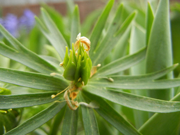 Eranthis hyemalis, seeds (2013, April 07) - ERANTHIS Hyemalis_Aconite