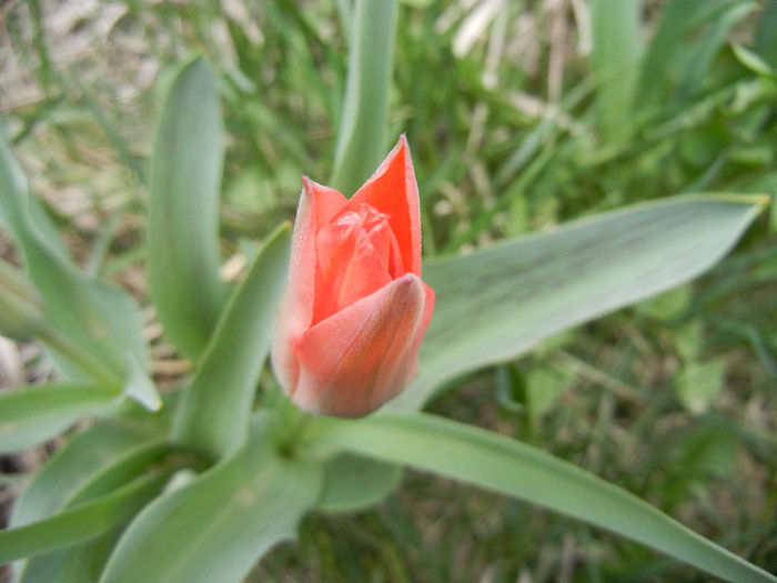Tulipa Toronto (2013, April 07)