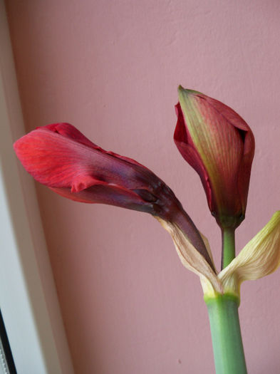 a doua tija florala - AMARYLLIS Hippeastrum