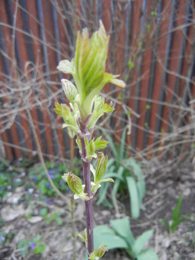 Spring bud (2013, April 05)