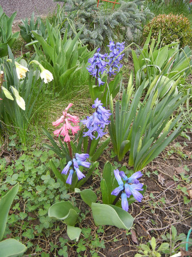Spring colors (2013, April 05)