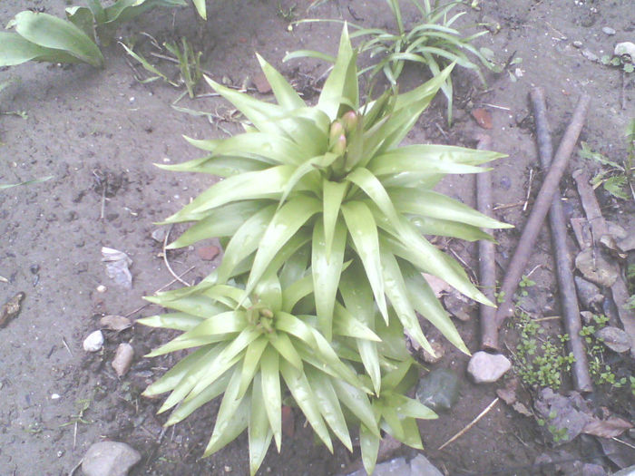 Floarea pastelui portocalie cu boboci; frintilaria imperialis
