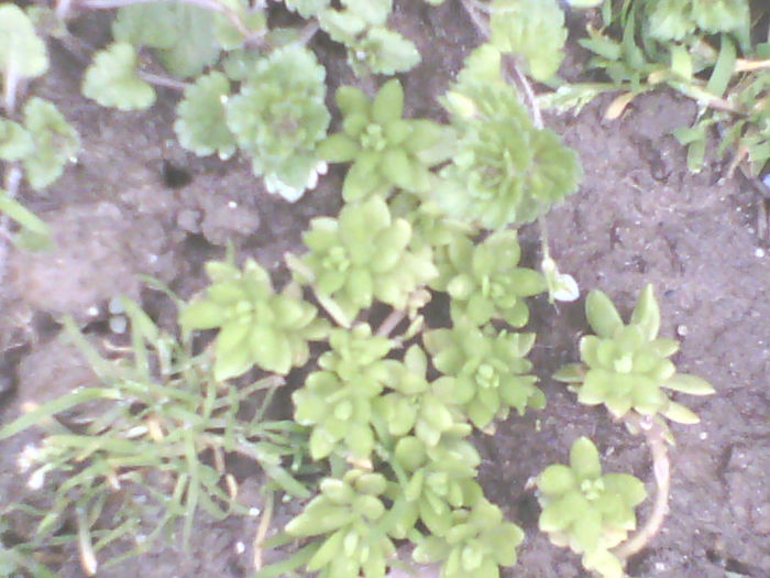 flori de piatra cred