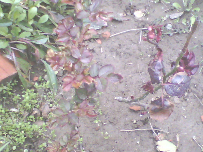 Trandafir; La inceput bobocul este galben si cum creste se face rosu
