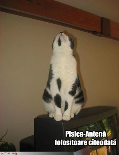 poze-amuzante-pisica-antena[1] - pisicutze amuzante