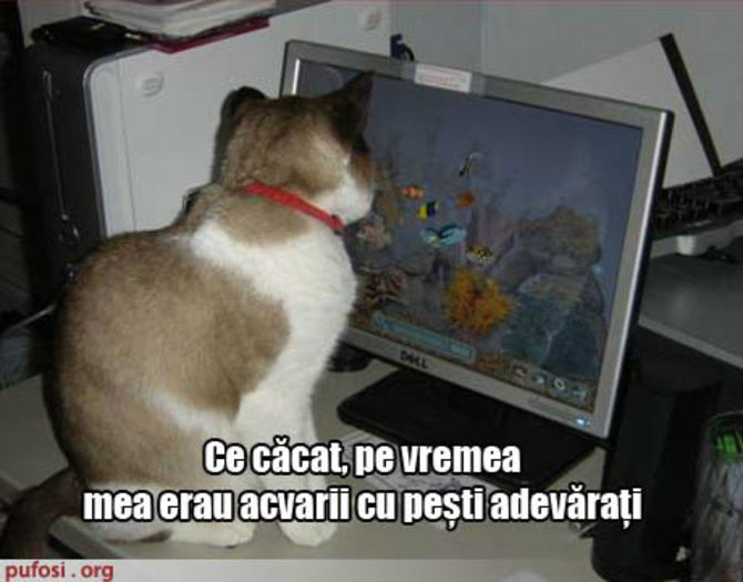poze-amuzante-pisica-la-laptop-acvariu-pesti[1] - pisicutze amuzante