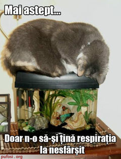 Poze-amuzante-poza-amuzanta-pisica-asteapta-ca-pestele-sa-se-sufoce-si-sa-sara-din-acvariu1[1] - pisicutze amuzante