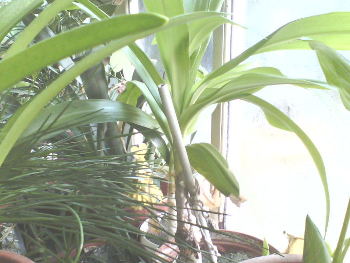 IMG00075 - Florile mele