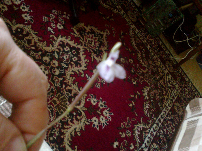 splendoare - Florile mele