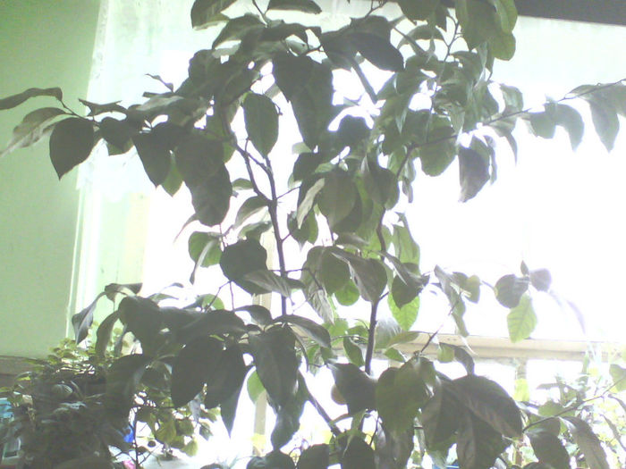 lamai - Florile mele