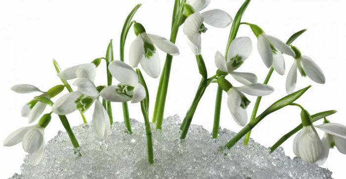 snowdrops_flowers_primroses_snow_spring_32179_1920x1200[2] - frumosssss