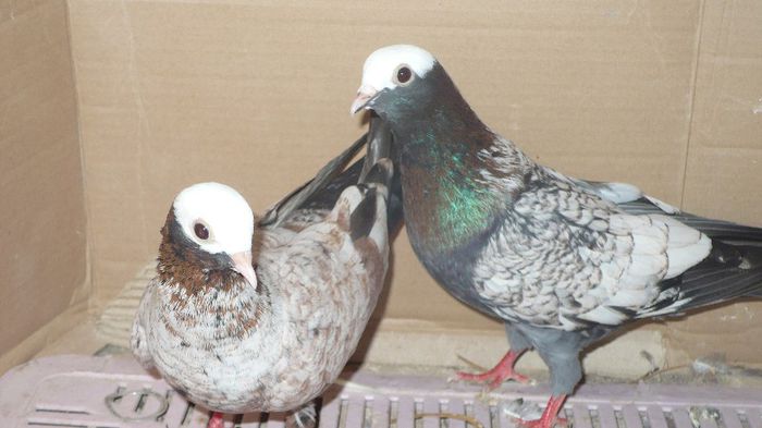 zburatori de catalonia