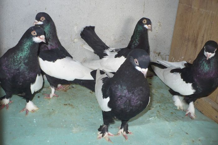 Jucatori baltati romanesti