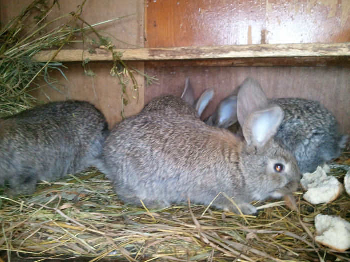 20130407_174112 - pui iepurii de vinzare uriasi germani