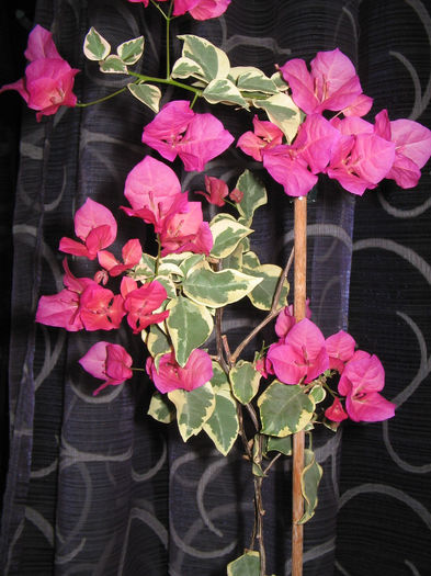 IMG_2004 - 000 Bougainvillea 2013 - 2014