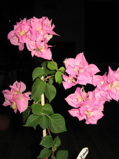 IMG_2012 - 000 Bougainvillea 2013 - 2014