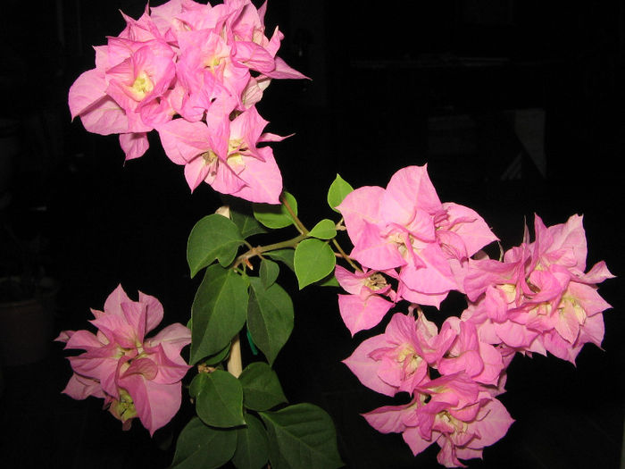 IMG_2013 - 000 Bougainvillea 2013 - 2014