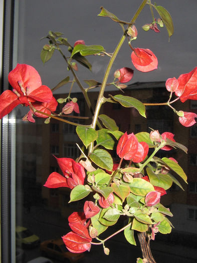 IMG_2021 - 000 Bougainvillea 2013 - 2014