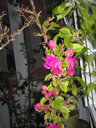 IMG_2024 - 000 Bougainvillea 2013 - 2014