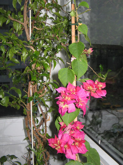 IMG_2025 - 000 Bougainvillea 2013 - 2014