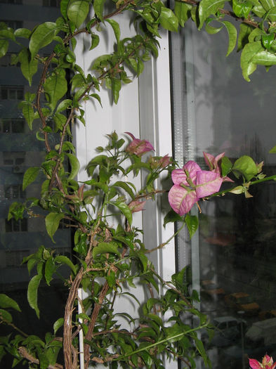 IMG_2026 - 000 Bougainvillea 2013 - 2014