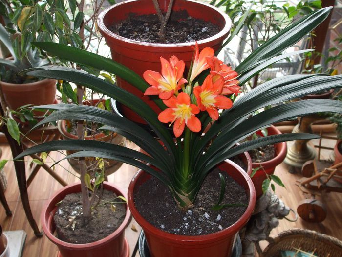 07 Aprilie 2013 - Clivia