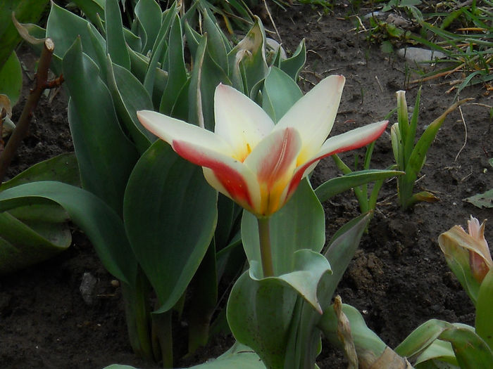 DSCN3686 - Primavara 2013