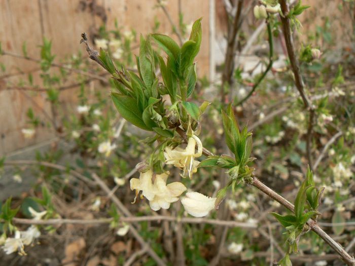 lonicera fragrantissima