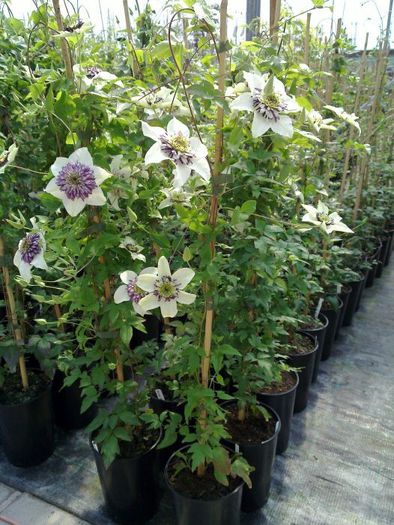 sieboldiisalesplants