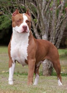 american_pit_bull_terrier