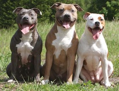 american-pitbull-terrier-5