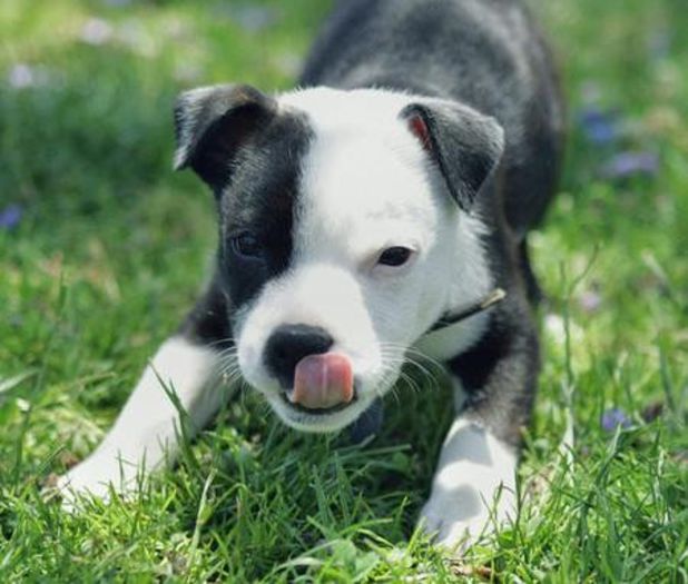 americanstaffordshirebullterrier_puppy - Poze animale