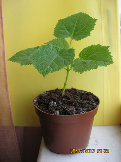 Evolutie  paulownia.....