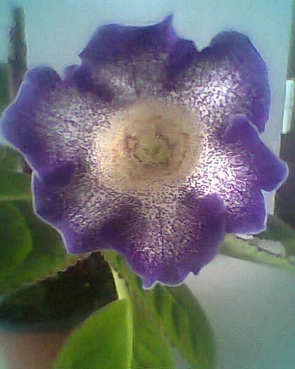 glimmer 7.4.2013 - gloxinia 2013