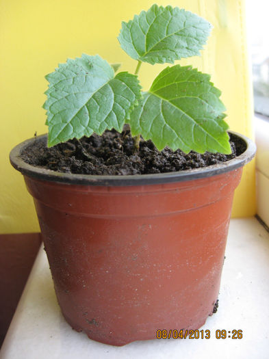 P.6 - 3 PAULOWNIA TOMENTOSA 2013