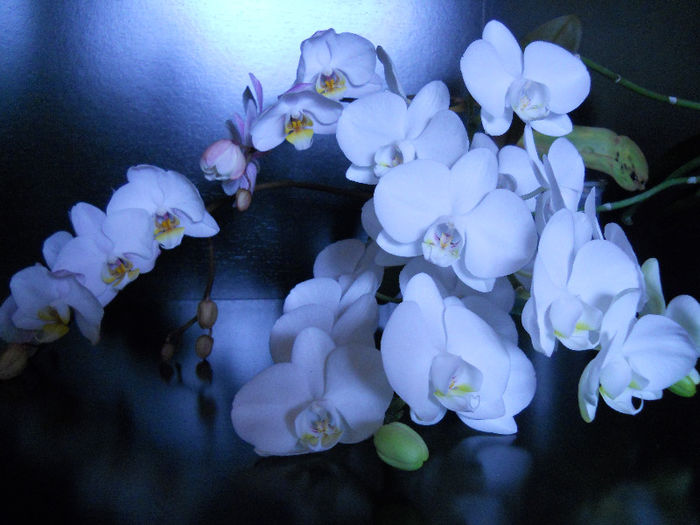 Phalenopsis