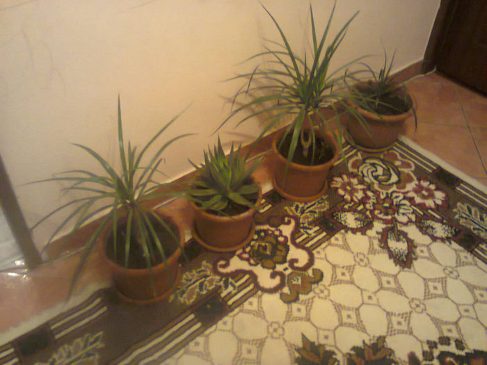 Fotografie1280 - dracena