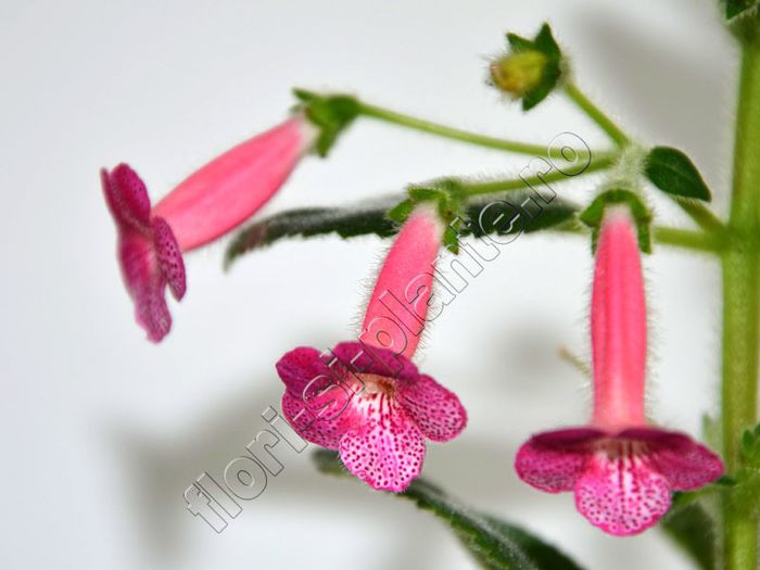 Kohleria Emily Roberts
