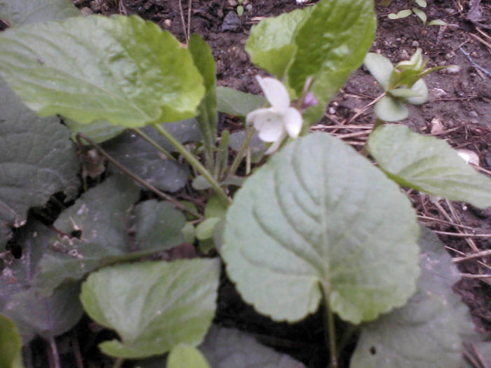 micsunea alba