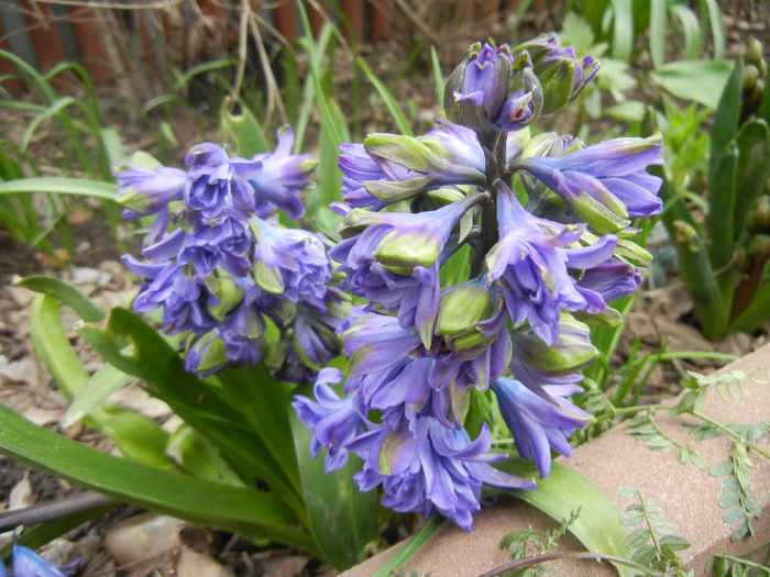 Hyacinth Isabelle (2013, April 08)