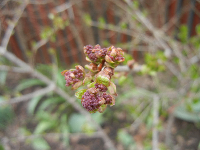 Syringa patula Miss Kim (2013, April 08)