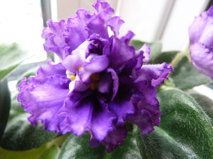 RS Grace - Violete