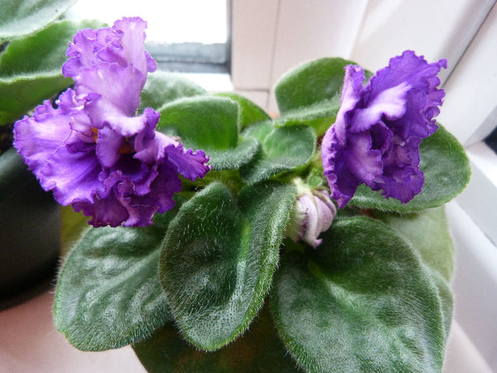 RS Grace - Violete
