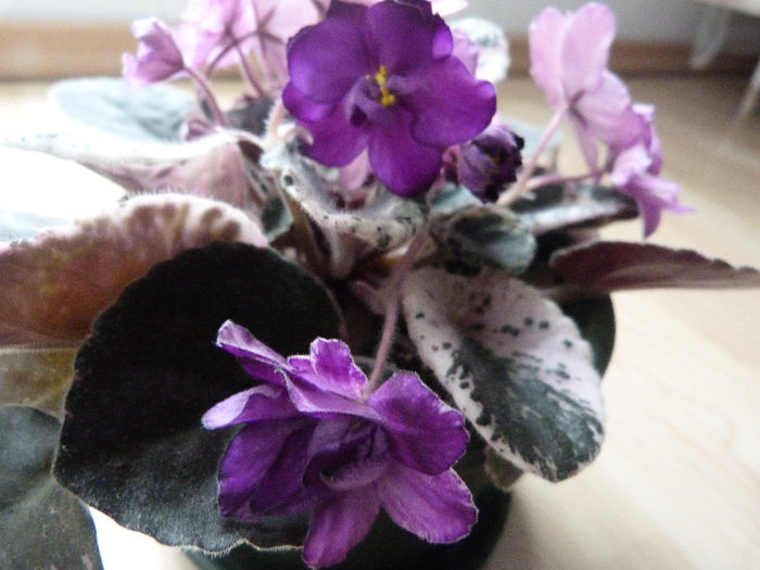 Buckeye Befuddled - Violete