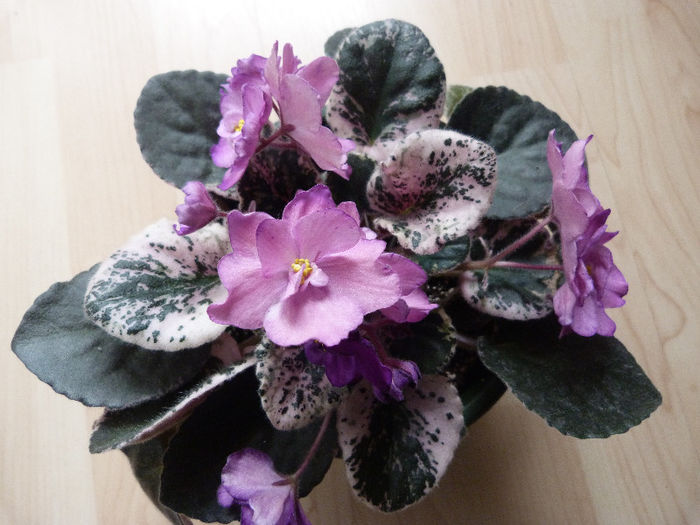 Buckeye Befuddled - Violete
