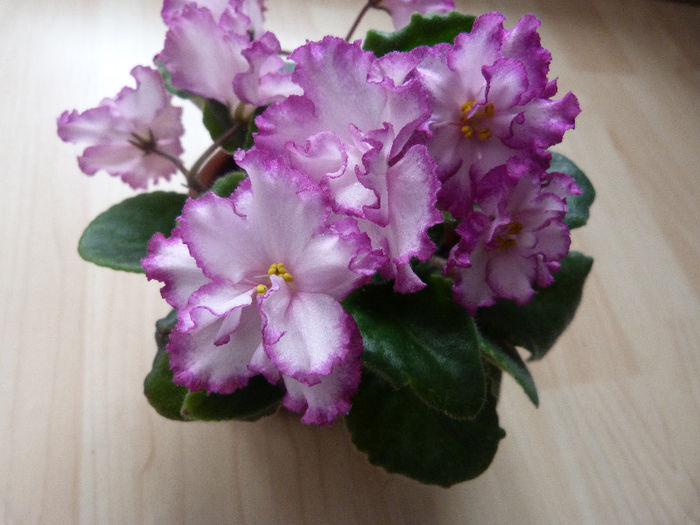 Ian Menuet - Violete