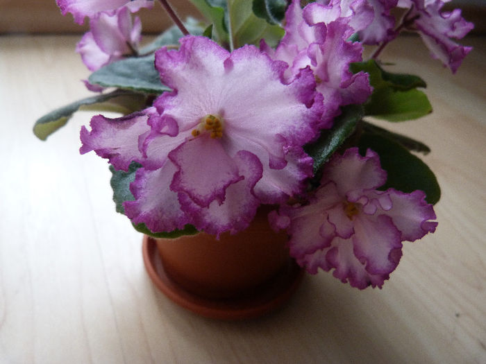 Ian Menuet - Violete