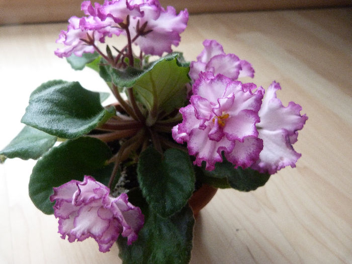Ian Menuet - Violete
