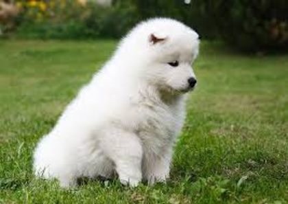 S1 - Caini Samoyed